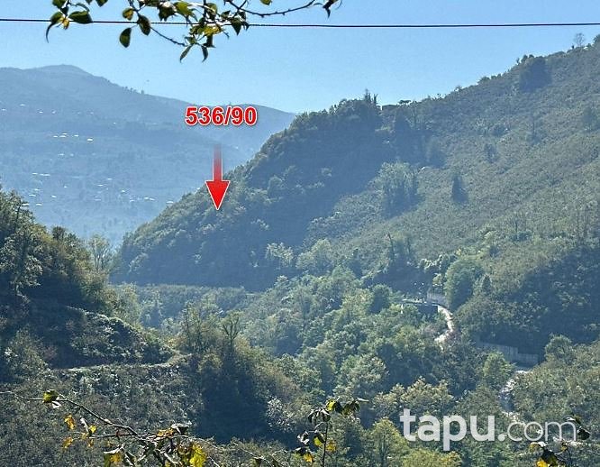 Ordu Ulubey'de Hisseli 7.396 m2 Çalılık