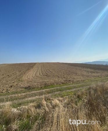Çorum Sungurlu Yeşilova'da Hisseli 19 Dönüm Tarla