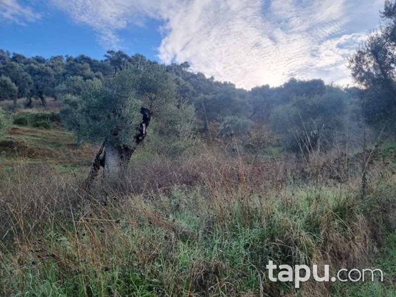 Aydın Köşk Mezeköy'de Hisseli 7 Dönüm Zeytinlik