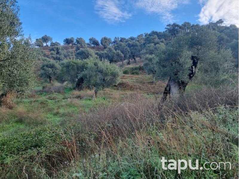 Aydın Köşk Mezeköy'de Hisseli 7 Dönüm Zeytinlik