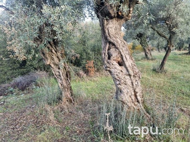 Aydın Köşk Mezeköy'de Hisseli 7 Dönüm Zeytinlik