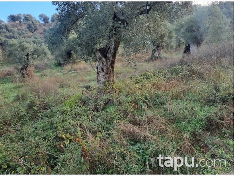 Aydın Köşk Mezeköy'de Hisseli 7 Dönüm Zeytinlik