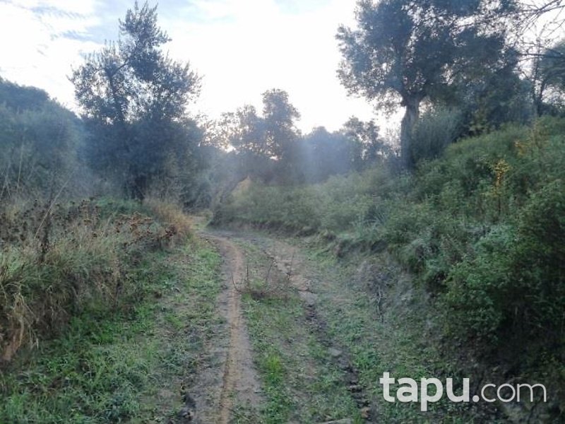 Aydın Köşk Mezeköy'de Hisseli 7 Dönüm Zeytinlik