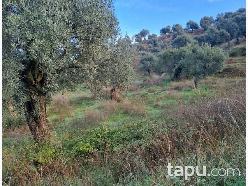 Aydın Köşk Mezeköy'de Hisseli 7 Dönüm Zeytinlik