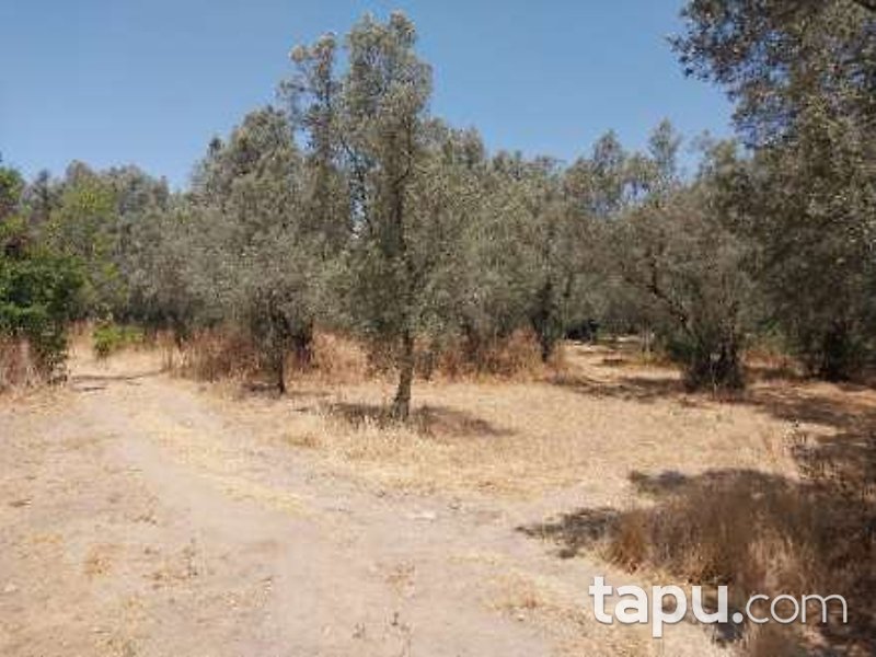 Bursa İznik'te Hisseli 413 m2 Tarla Ve Zeytinlik