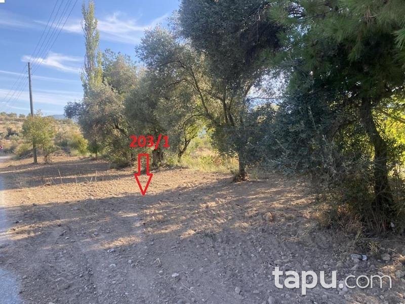 Aydın Bozdoğan Koyuncular'da Hisseli Zeytin Bahçesi (1795)