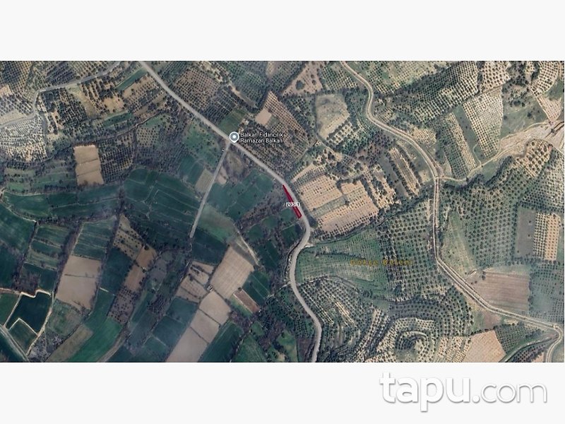 Aydın Bozdoğan Koyuncular'da Hisseli Zeytin Bahçesi (1795)