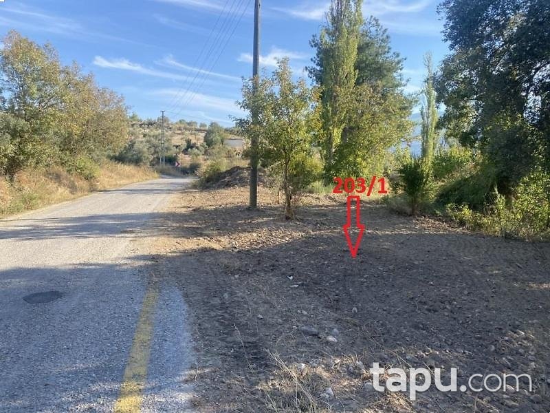 Aydın Bozdoğan Koyuncular'da Hisseli Zeytin Bahçesi (1795)