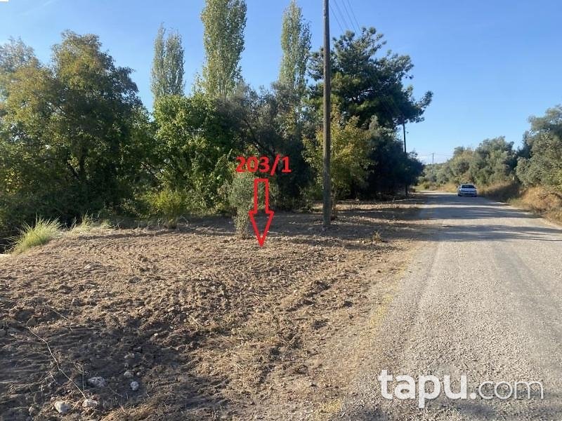 Aydın Bozdoğan Koyuncular'da Hisseli Zeytin Bahçesi (1795)