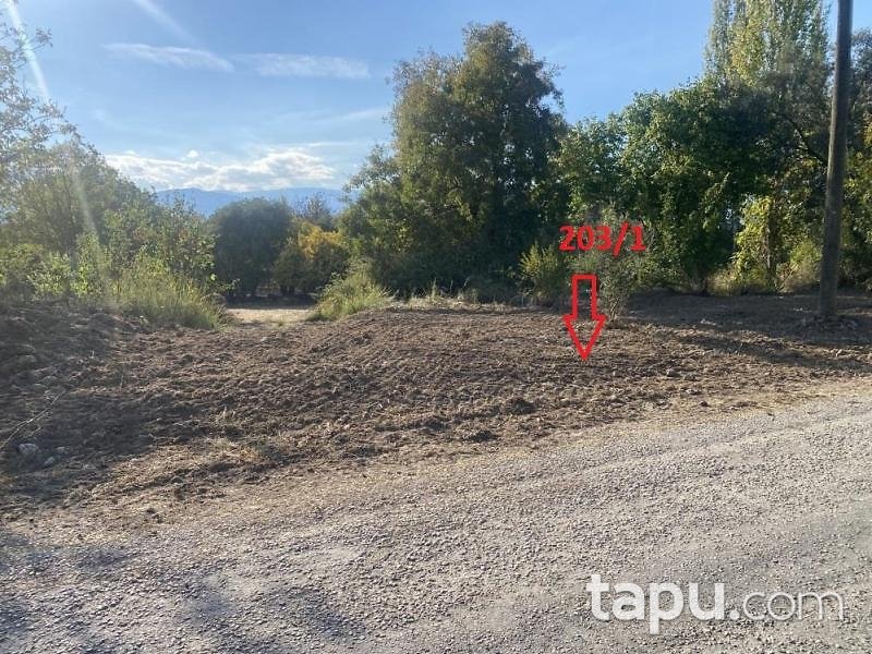 Aydın Bozdoğan Koyuncular'da Hisseli Zeytin Bahçesi (1795)