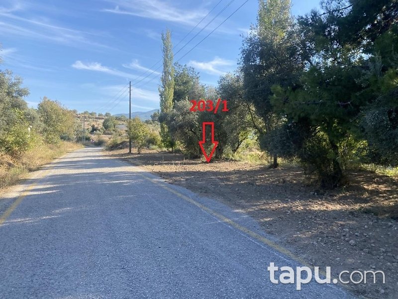 Aydın Bozdoğan Koyuncular'da Hisseli Zeytin Bahçesi (1795)