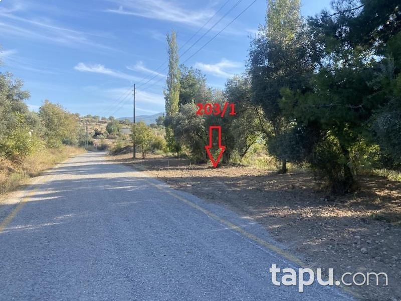 Aydın Bozdoğan Koyuncular'da Hisseli Zeytin Bahçesi (1795)