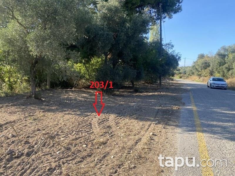 Aydın Bozdoğan Koyuncular'da Hisseli Zeytin Bahçesi (1795)