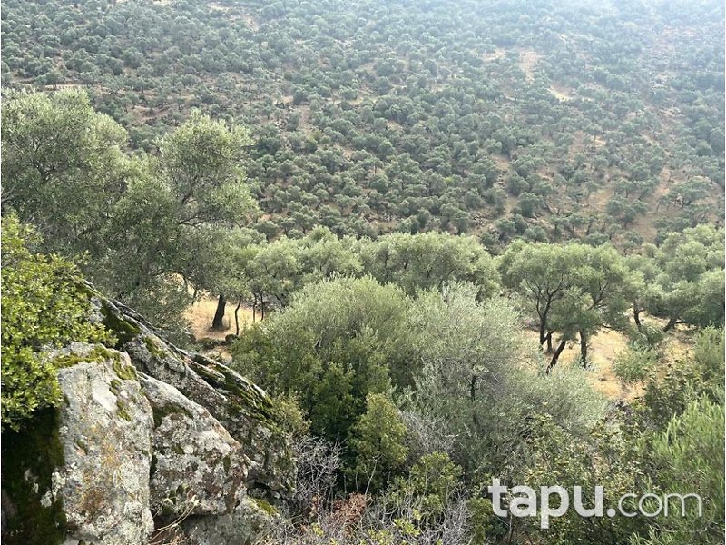 Aydın Çine Sarnıç'ta Hisseli 15 Dönüm Zeytinlik (1552)