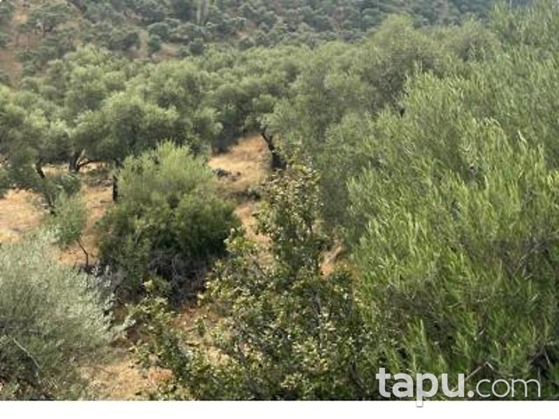 Aydın Çine Sarnıç'ta Hisseli 15 Dönüm Zeytinlik (1552)