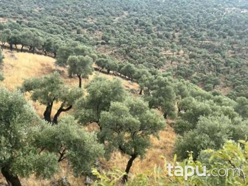 Aydın Çine Sarnıç'ta Hisseli 15 Dönüm Zeytinlik (1552)