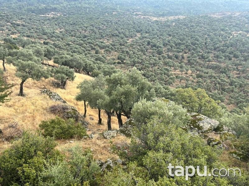 Aydın Çine Sarnıç'ta Hisseli 15 Dönüm Zeytinlik (1552)