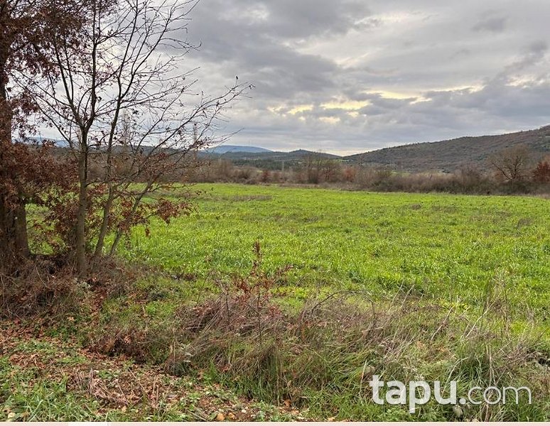 Çanakkale Yenice Engeci'de 6 Dönüm Tarla