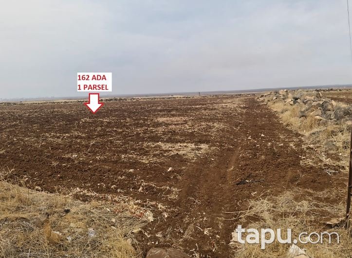 Siverek Yoğunca'da Hisseli 32 Dönüm Tarla