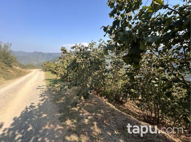 Samsun Ayvacık Gürçam'da 22 Dönüm Tarla(303910)