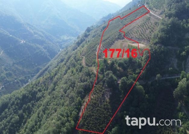 Samsun Ayvacık Gürçam'da 22 Dönüm Tarla(303910)