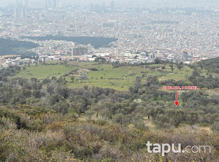 İzmir Bornova Çamkule'de Hisseli 562 m2 Zeytinlik