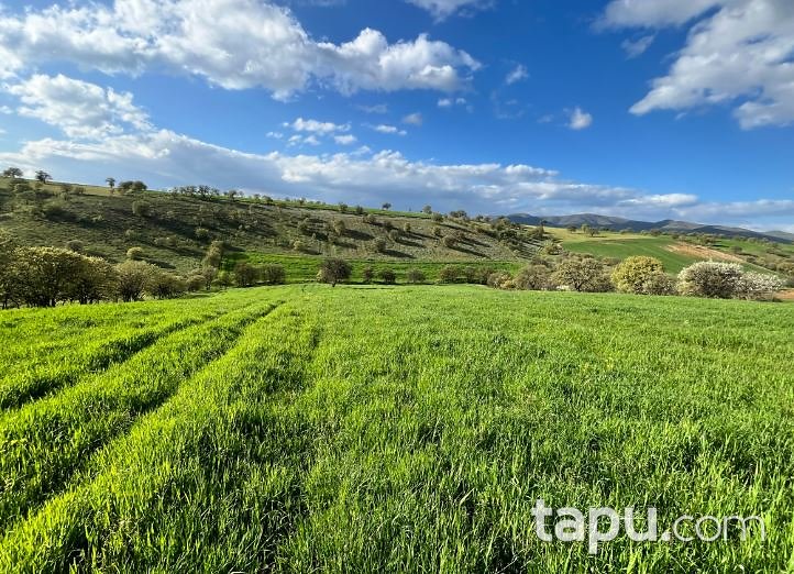 Manisa Salihli Mersinli'de 13.468 m2 Palamutlu Tarla