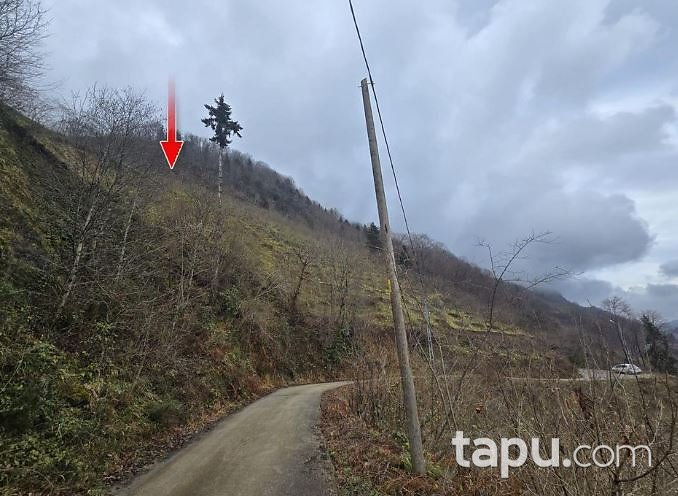 Trabzon Araklı Değirmencik'te 2 Dönüm Fındık Bahçesi