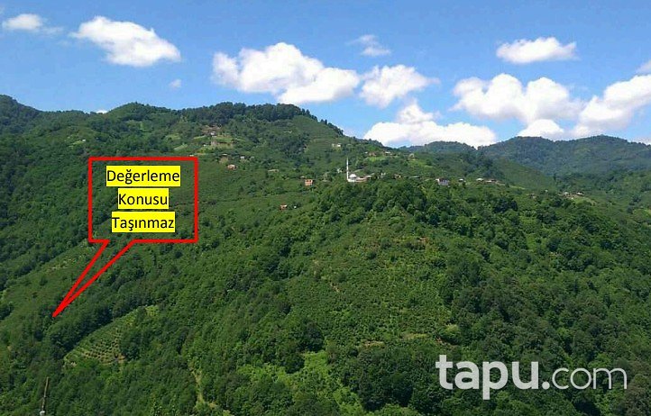 Samsun Salıpazarı Esatçiftliği'nde 4.355 m2 Fındık Bahçesi