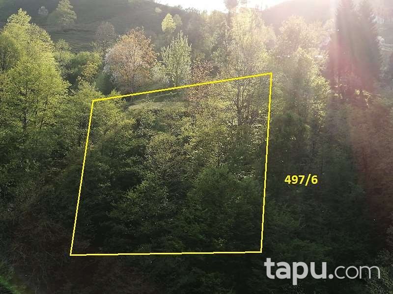 Artvin Borçka'da 5.523 m2 Çay Bahçesi