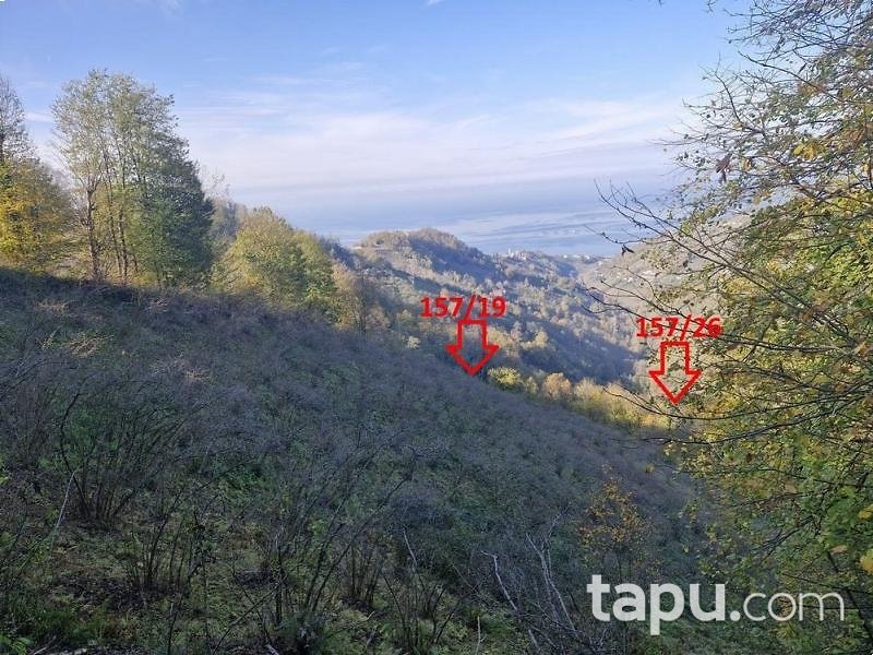 Vakfıkebir Küçükdere'de Hisseli 7 Adet Fındık Bahçesi Ve Tarla (AS-02481)