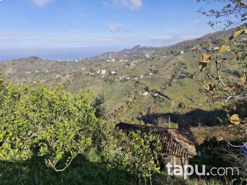 Vakfıkebir Küçükdere'de Hisseli 7 Adet Fındık Bahçesi Ve Tarla (AS-02481)