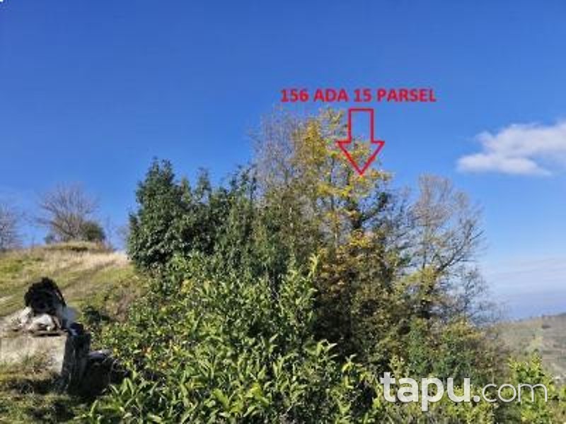 Vakfıkebir Küçükdere'de Hisseli 5 Adet Tarla (AS-02475)