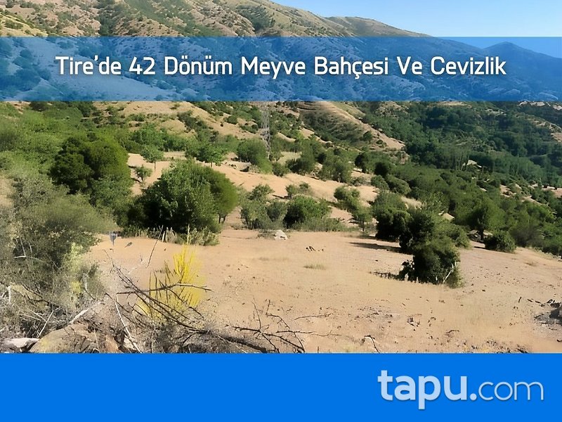 Tire Yamandere'de 42 Dönüm Meyve Bahçesi Ve Cevizlik