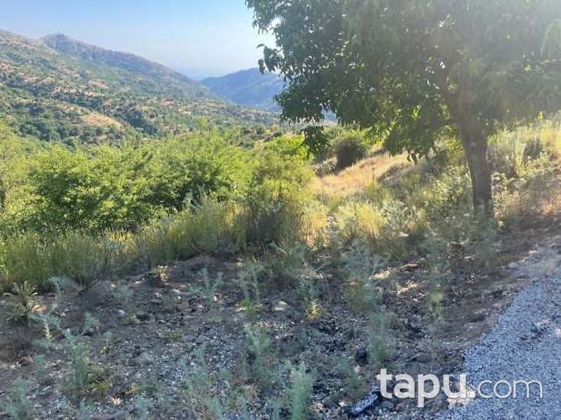 Tire Yamandere'de 42 Dönüm Meyve Bahçesi Ve Cevizlik