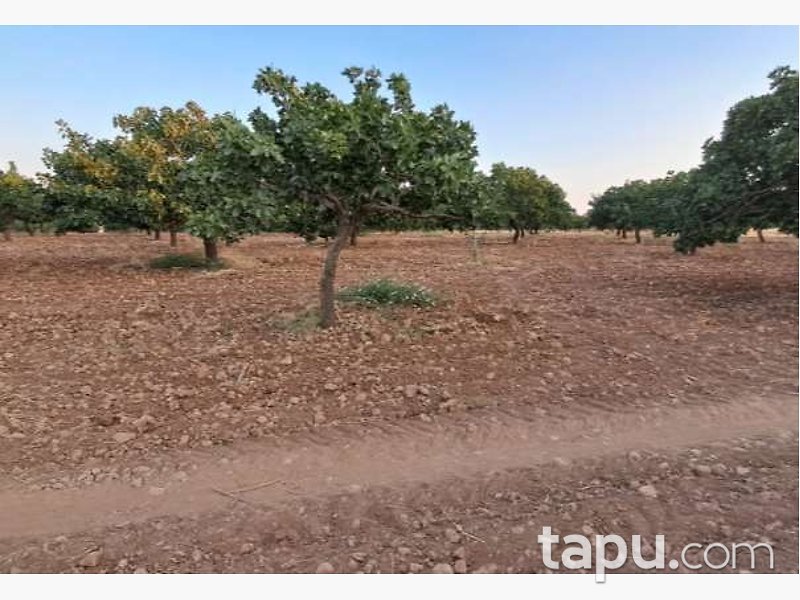 Gaziantep Karkamış'ta 19 Dönüm Tarla