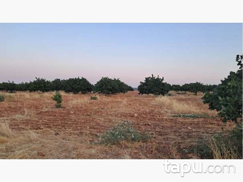 Gaziantep Karkamış'ta 19 Dönüm Tarla