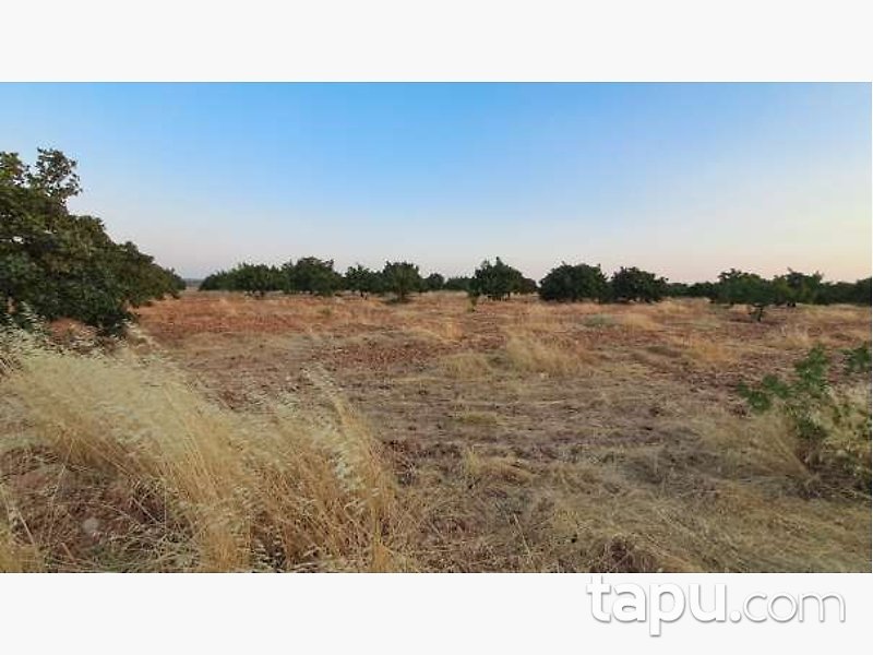 Gaziantep Karkamış'ta 19 Dönüm Tarla