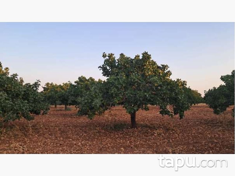 Gaziantep Karkamış'ta 19 Dönüm Tarla