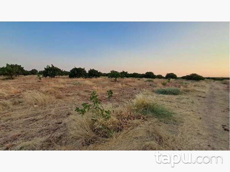 Gaziantep Karkamış'ta 16 Dönüm Tarla