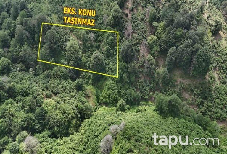 Akçakoca Hemşin'de 3 Dönüm Fındık Bahçesi