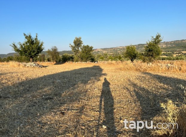 Manisa Demirci Alağaç'ta 13 Dönüm Tarla