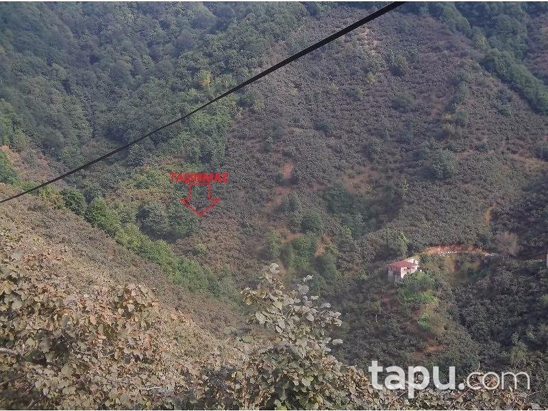 giresun espiye de 3 271 m2 findik bahcesi giresun espiye sirketten satilik bag bahce ilanlari tapu com da