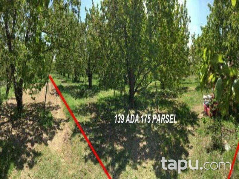 afyonkarahisar sultandagi yakasenek te 3824m2 bahce afyonkarahisar sultandagi bankadan satilik bag bahce ilanlari tapu com da