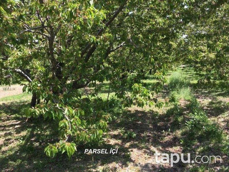 afyonkarahisar sultandagi yakasenek te 3824m2 bahce afyonkarahisar sultandagi bankadan satilik bag bahce ilanlari tapu com da