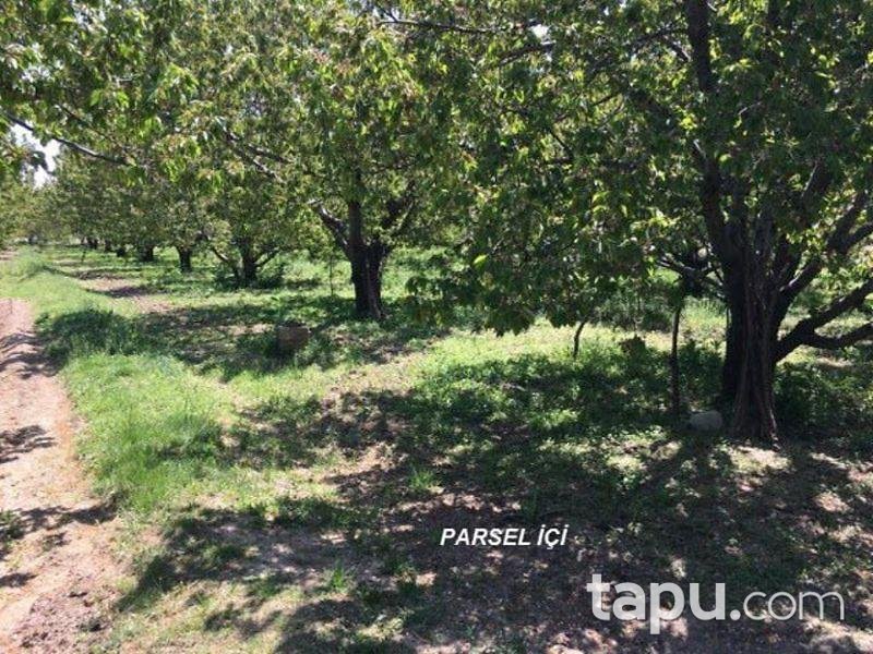 afyonkarahisar sultandagi yakasenek te 3824m2 bahce afyonkarahisar sultandagi bankadan satilik bag bahce ilanlari tapu com da