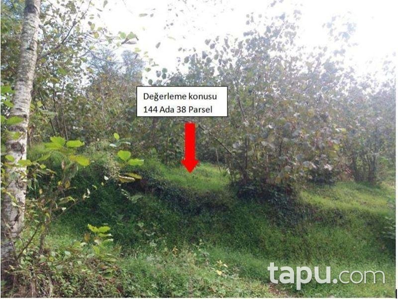 Ordu Aybasti Bestam Mahallesi Nde 1935 M2 Findik Bahcesi Ordu Aybasti Bankadan Satilik Bag Bahce Ilanlari Tapu Com Da