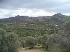 Aydın Germencik'te Satılık 8,6 Dönüm Zeytinlik