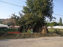 Bilecik Söğüt'te Arsa 815m²