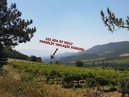 Sakarya Geyve Hisarlık'da 3524 m2 Bağ